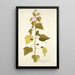Hibiscus pentacarpos - Nikolaus Joseph Freiherr von Jacquin — framed artwork on a wall