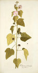 Hibiscus pentacarpos - Nikolaus Joseph Freiherr von Jacquin — artwork view