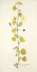 Hibiscus praemorsus - Nikolaus Joseph Freiherr von Jacquin — artwork view