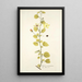 Hibiscus praemorsus - Nikolaus Joseph Freiherr von Jacquin — framed artwork on a wall