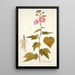 Hibiscus virginicus - Nikolaus Joseph Freiherr von Jacquin — framed artwork on a wall