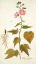Hibiscus virginicus - Nikolaus Joseph Freiherr von Jacquin — artwork view