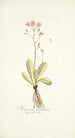 Hieracium incarnatum - Nikolaus Joseph Freiherr von Jacquin — artwork view