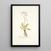 Hieracium incarnatum - Nikolaus Joseph Freiherr von Jacquin — framed artwork on a wall