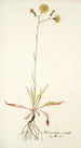 Hieracium saxatile - Nikolaus Joseph Freiherr von Jacquin — artwork view