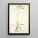 Hieracium saxatile - Nikolaus Joseph Freiherr von Jacquin — framed artwork on a wall
