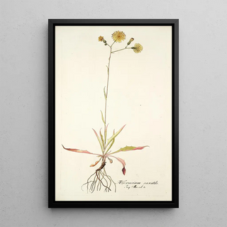 Nikolaus Joseph Freiherr von Jacquin - Hieracium saxatile.webp