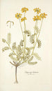 Hippocrepis balearica - Nikolaus Joseph Freiherr von Jacquin — artwork view
