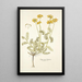Hippocrepis balearica - Nikolaus Joseph Freiherr von Jacquin — framed artwork on a wall