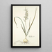 Hyacinthus viridis - Nikolaus Joseph Freiherr von Jacquin — framed artwork on a wall