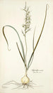 Hyacinthus viridis - Nikolaus Joseph Freiherr von Jacquin — artwork view