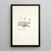 Hypecoum littorale - Nikolaus Joseph Freiherr von Jacquin — framed artwork on a wall