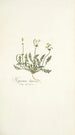 Hypecoum littorale - Nikolaus Joseph Freiherr von Jacquin — artwork view