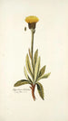 Hypochaeris helvetica - Nikolaus Joseph Freiherr von Jacquin — artwork view