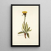 Hypochaeris helvetica - Nikolaus Joseph Freiherr von Jacquin — framed artwork on a wall