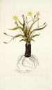 Hypoxis obliqua - Nikolaus Joseph Freiherr von Jacquin — artwork view