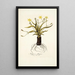 Hypoxis obliqua - Nikolaus Joseph Freiherr von Jacquin — framed artwork on a wall