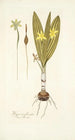 Hypoxis plicata - Nikolaus Joseph Freiherr von Jacquin — artwork view