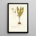 Hypoxis plicata - Nikolaus Joseph Freiherr von Jacquin — framed artwork on a wall