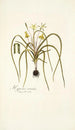 Hypoxis serrata - Nikolaus Joseph Freiherr von Jacquin — artwork view