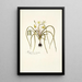 Hypoxis serrata - Nikolaus Joseph Freiherr von Jacquin — framed artwork on a wall