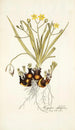 Hypoxis sobolifera - Nikolaus Joseph Freiherr von Jacquin — artwork view