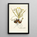 Hypoxis sobolifera - Nikolaus Joseph Freiherr von Jacquin — framed artwork on a wall