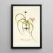 Hypoxis stellata - Nikolaus Joseph Freiherr von Jacquin — framed artwork on a wall