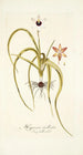 Hypoxis stellata - Nikolaus Joseph Freiherr von Jacquin — artwork view