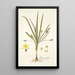 Hypoxis villosa - Nikolaus Joseph Freiherr von Jacquin — framed artwork on a wall