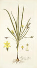 Hypoxis villosa - Nikolaus Joseph Freiherr von Jacquin — artwork view