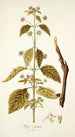 Hyptis capitata - Nikolaus Joseph Freiherr von Jacquin — artwork view