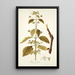 Hyptis capitata - Nikolaus Joseph Freiherr von Jacquin — framed artwork on a wall