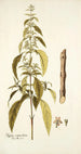 Hyptis verticillata - Nikolaus Joseph Freiherr von Jacquin — artwork view