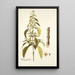 Hyptis verticillata - Nikolaus Joseph Freiherr von Jacquin — framed artwork on a wall