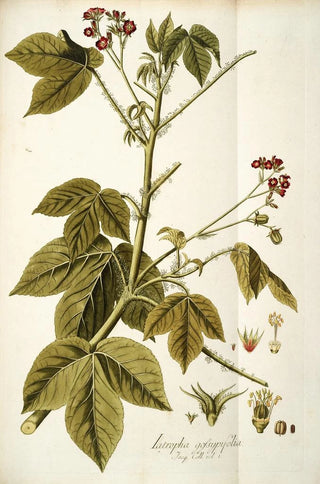 Nikolaus Joseph Freiherr von Jacquin - Iatropha gossypifolia.webp