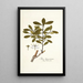 Ilex ligustrina - Nikolaus Joseph Freiherr von Jacquin — framed artwork on a wall