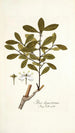 Ilex ligustrina - Nikolaus Joseph Freiherr von Jacquin — artwork view