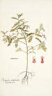 Indigofera dendroides - Nikolaus Joseph Freiherr von Jacquin — artwork view