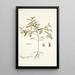 Indigofera dendroides - Nikolaus Joseph Freiherr von Jacquin — framed artwork on a wall