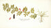 Indigofera hendecaphylla - Nikolaus Joseph Freiherr von Jacquin — artwork view