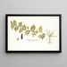 Indigofera hendecaphylla - Nikolaus Joseph Freiherr von Jacquin — framed artwork on a wall