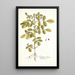 Indigofera hirsuta - Nikolaus Joseph Freiherr von Jacquin — framed artwork on a wall