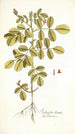 Indigofera hirsuta - Nikolaus Joseph Freiherr von Jacquin — artwork view