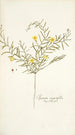 Ipomoea angustifolia - Nikolaus Joseph Freiherr von Jacquin — artwork view
