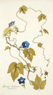 Ipomoea hederacea - Nikolaus Joseph Freiherr von Jacquin — artwork view