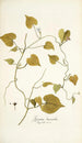 Ipomoea leucantha - Nikolaus Joseph Freiherr von Jacquin — artwork view