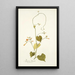 Ipomoea luteola - Nikolaus Joseph Freiherr von Jacquin — framed artwork on a wall