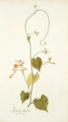 Ipomoea luteola - Nikolaus Joseph Freiherr von Jacquin — artwork view
