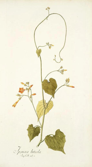 Nikolaus Joseph Freiherr von Jacquin - Ipomoea luteola.webp